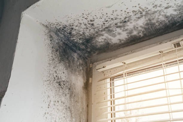 Affordable Mold Cleanup solutions in Elizabeth, NJ